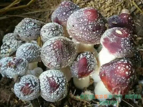 赤松茸栽培 赤松茸栽培